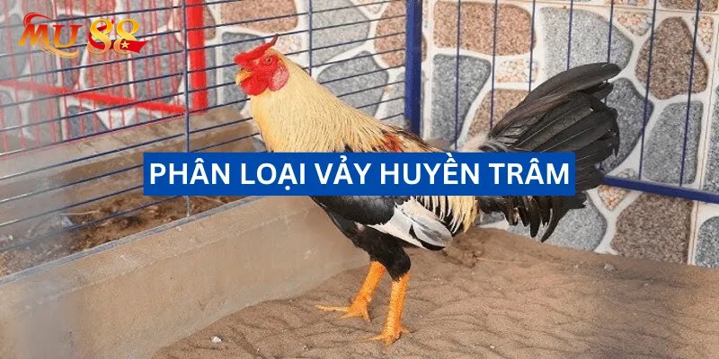 Các dạng vảy gà Huyền Trâm phổ biến