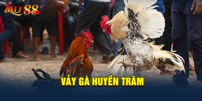 Vảy Gà Huyền Trâm